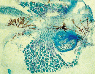 This photomicrograph shows spinal ganglion cells, neurites and stellate chromatophores (CC-BY-NC-ND 2.0) Franck Genten / flickr.com